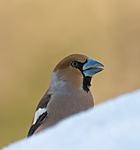 BB 09 0200 / Coccothraustes coccothraustes / Kjernebiter